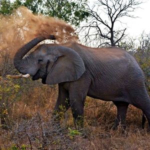 Elephant Throwing Dirt